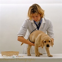 Vet examining a Yellow Labrador puppy