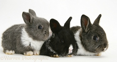 Baby Dutch-cross rabbits