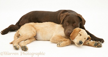 Yellow Labradoodle pup and Chocolate Labrador