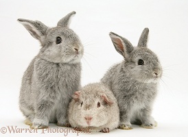 Young silver Rex Guinea pig and baby silver Lop rabbits