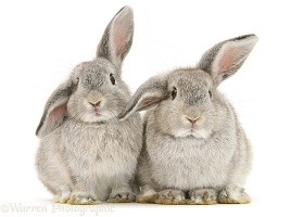 Young silver windmill eared rabbits