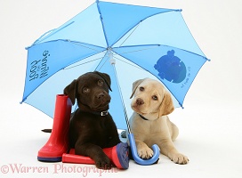 Retriever pups under a blue umbrella