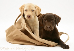 Chocolate and Yellow Retriever pups in a cloth bag