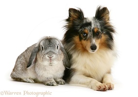 Lop rabbit and Sheltie