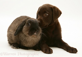 Chocolate Retriever pup with chocolate rabbit