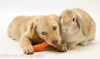 Yellow Retriever pup and Sandy Lop rabbit