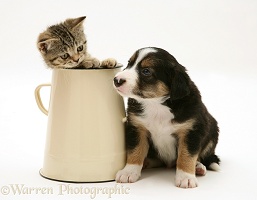 Border Collie pup with tabby kitten in an enamel metal pot