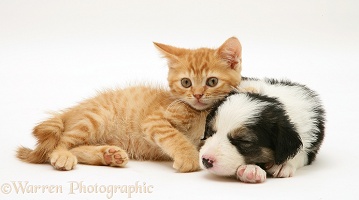 Sleepy Border Collie pup and ginger kitten