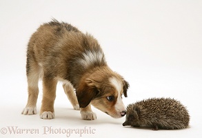 Border Collie pup meeting a young Hedgehog