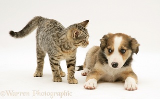 Tabby kitten and Border Collie pup