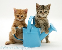 Kittens playing with a toy watering can
