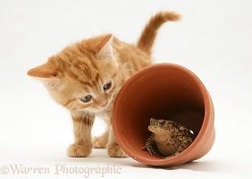 Ginger kitten inspecting a toad in a flower pot