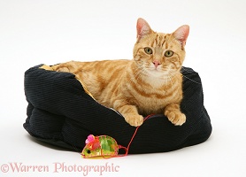 Ginger cat in a cat bed