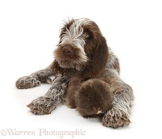 Spinone pup with rough haired Guinea pig
