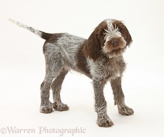 Spinone pup standing