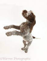 Spinone pup standing up on hind legs