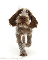 Spinone pup trotting forward