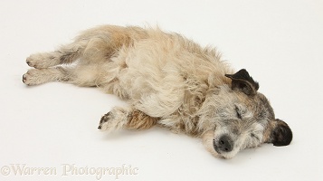 Patterdale x Jack Russell Terrier unconscious
