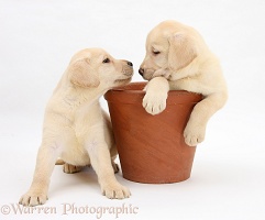 Yellow Labrador pups in a flowerpot