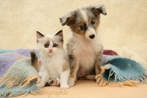 Birman-cross kitten and Sheltie pup