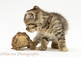 Tabby kitten and toad
