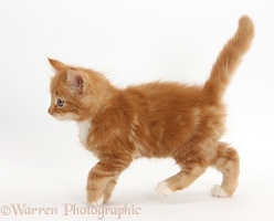 Ginger kitten, 7 weeks old, walking across