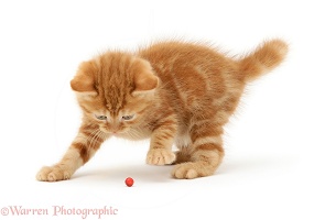 Ginger kitten playing with a holly berry
