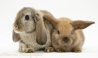 Mother and young Lop Rabbit