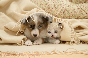 Sheltie pup and kitten under a blanket