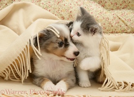 Kitten and Sheltie pup under a blanket