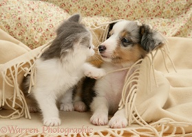 Playful kitten and Sheltie pup under a blanket