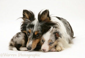 Sheltie and pup