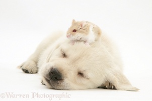 Sleepy Retriever-cross pup with a hamster on its head