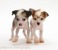 Naked Chinese Crested pups