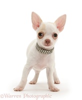 Chihuahua puppy with diamond collar