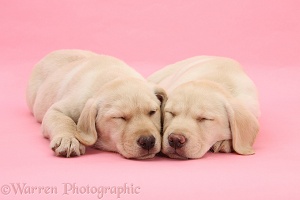 Sleepy Yellow Labrador Retriever pups