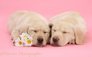 Yellow Labrador Retriever pups with asleep with flowers