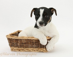 Jack Russell Terrier pup in a wicker basket