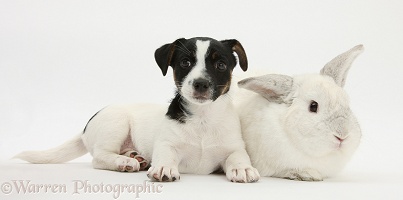 Jack Russell Terrier pup with a white rabbit