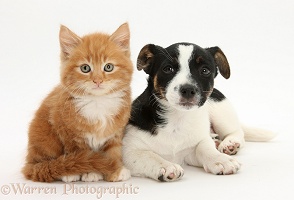 Jack Russell Terrier pup with a ginger kitten