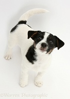 Jack Russell Terrier pup looking up