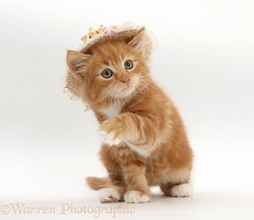 Ginger kitten with a straw hat on