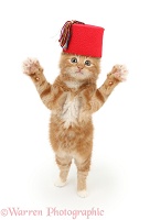 Ginger kitten wearing a red Fez hat