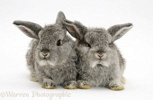 Silver baby rabbits