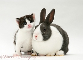 Black-and-white kitten with grey Dutch rabbit