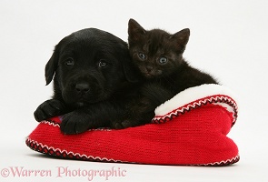 Black Retriever pup and black kitten in slippers