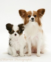 Papillon bitch and pup