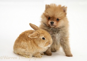 Pomeranian puppy with baby sandy Lop rabbit