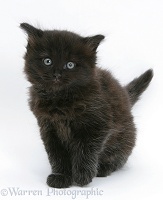 Black kitten sitting