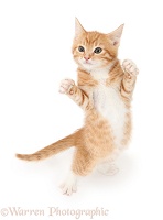 Ginger kitten dancing